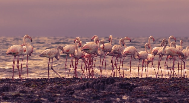 Aves salvajes africanas. Grupo de grandes flamencos blancos en el océano Atlántico al atardecer