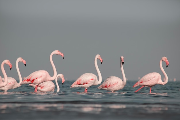 Foto aves salvajes africanas grupos de pájaros de flamencos africanos rosados caminando por la laguna azul en un día soleado