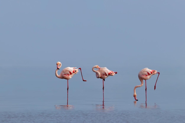 Aves selvagens africanas. Aves de grupo de flamingos africanos cor-de-rosa andando pela lagoa azul em um dia ensolarado