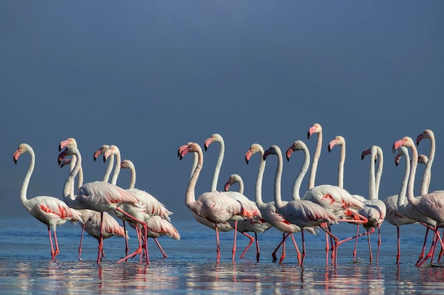 Aves selvagens africanas Aves do grupo de flamingos africanos brancos andando pela lagoa azul em um dia ensolarado