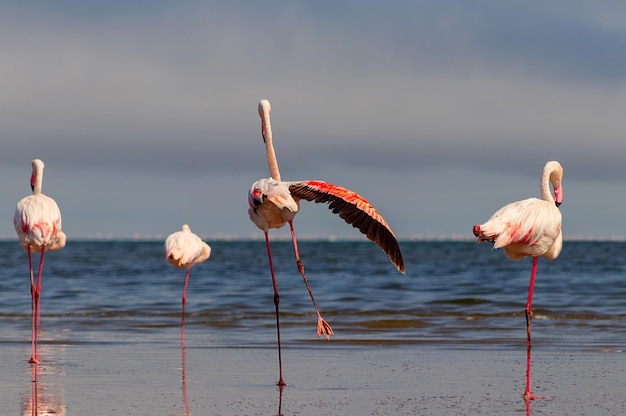 Aves selvagens africanas Aves do grupo de flamingos africanos cor-de-rosa andando pela lagoa azul em um dia ensolarado