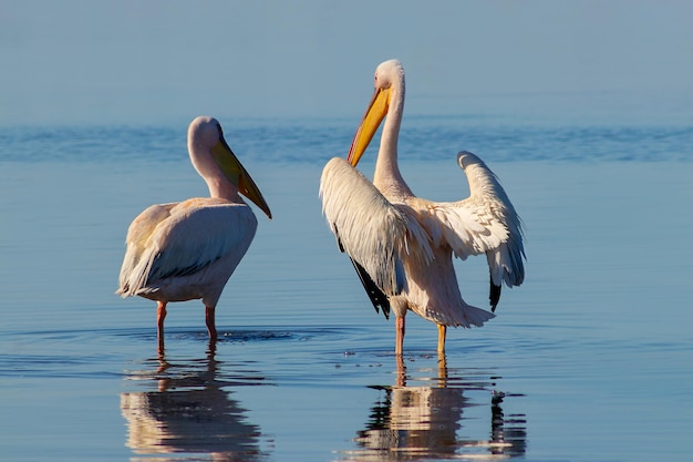 Aves selvagens africanas Um grupo de vários grandes pelicanos cor-de-rosa fica na lagoa em um dia ensolarado