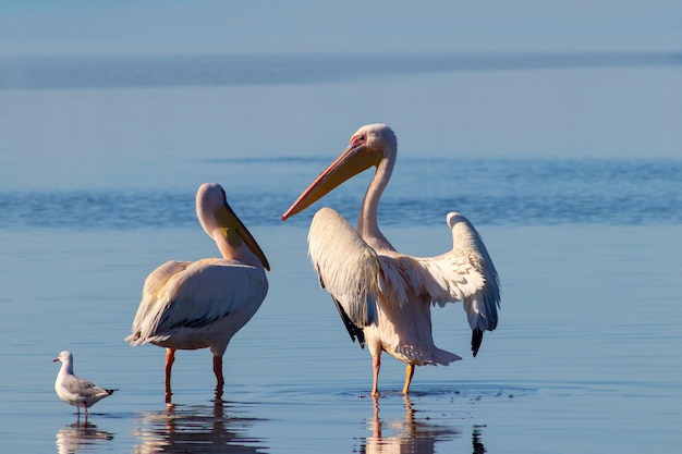 Aves selvagens africanas Um grupo de vários grandes pelicanos cor-de-rosa fica na lagoa em um dia ensolarado