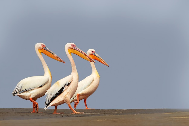 Aves selvagens africanas Um grupo de vários grandes pelicanos cor-de-rosa fica na lagoa em um dia ensolarado