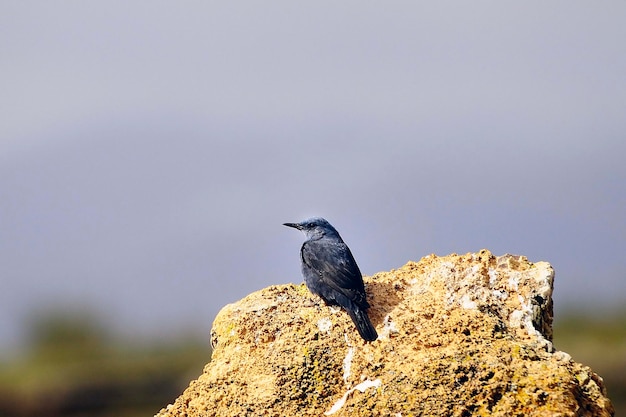 Aves selvagens em seu ambiente natural aves em liberdade