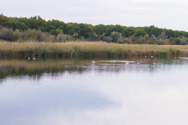 Aves silvestres en el rio