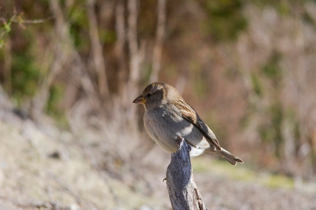 Aves silvestres en su entorno y en estado salvaje