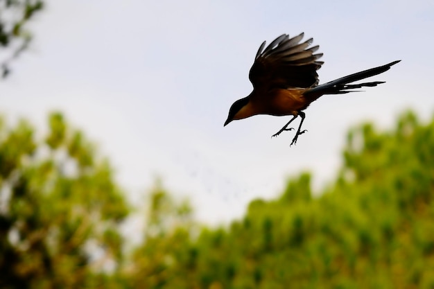 Aves silvestres en su entorno natural aves en libertad