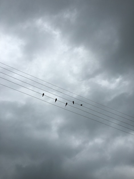 Aves sobre cables