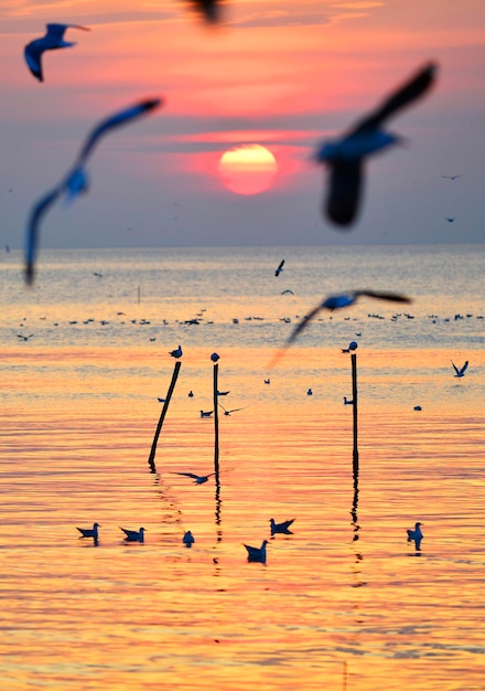 Aves sobre el mar contra el cielo durante la puesta de sol