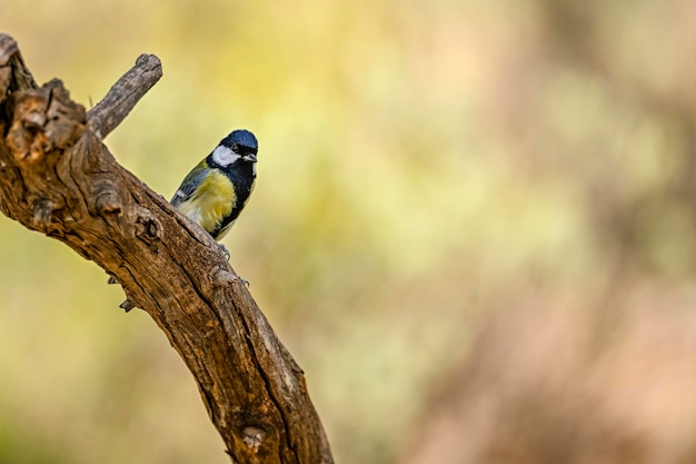 Aves en su entorno natural.