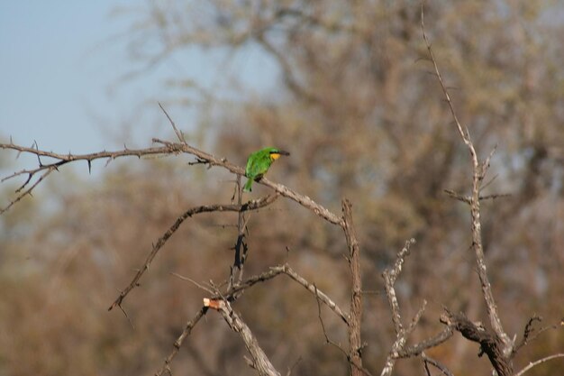 Aves sudafricanas en el parque Kruger