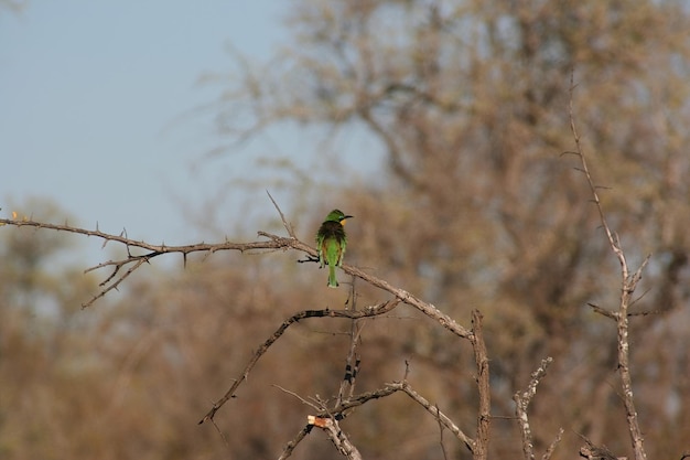 Aves sul-africanas no parque Kruger