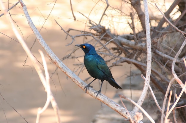 Aves sul-africanas no parque nacional kruger