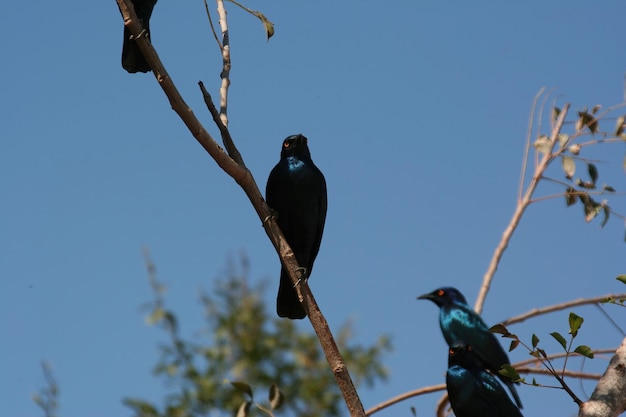 Aves sul-africanas no parque nacional kruger