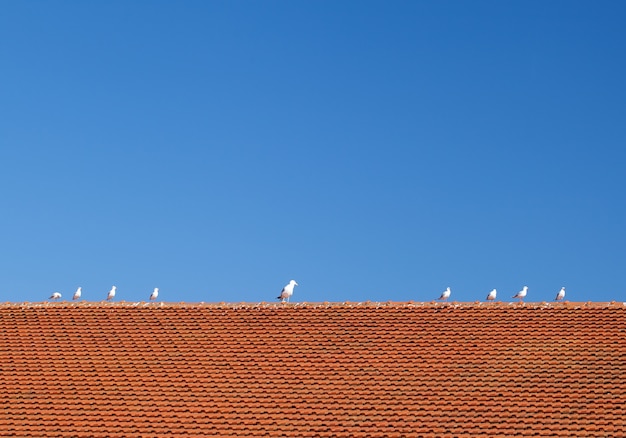 Aves en el techo de tejas