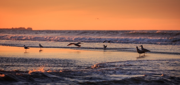 Aves temprano en la mañana frente al mar