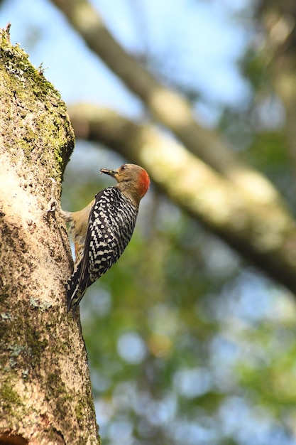 Aves und Pajaros