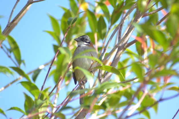 Aves und Pajaros