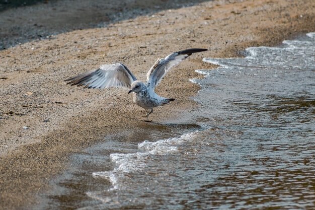 Foto aves vadeando en la orilla en la playa