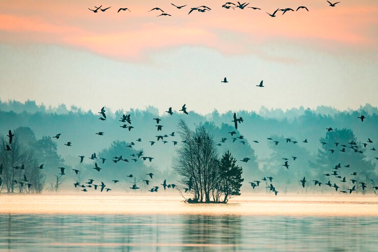 Foto aves voando sobre o mar contra o céu