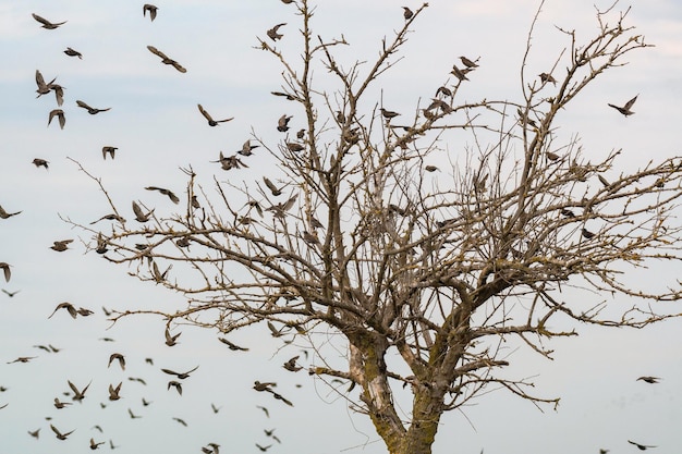 Aves voladoras. Siluetas de pájaros. Contra el cielo. Especies de aves, Estornino Pinto. Sturnus vulgaris