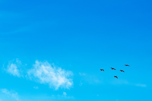 Aves volando en el cielo azul Aves migratorias