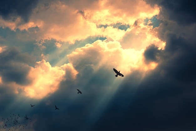 Aves volando en el cielo con luz de rayos