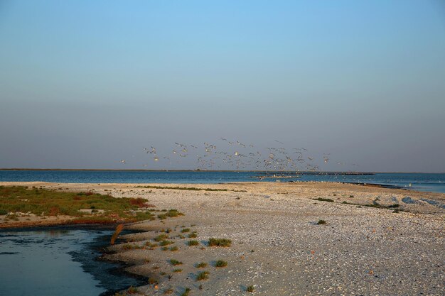 Aves volando sobre la costa del mar