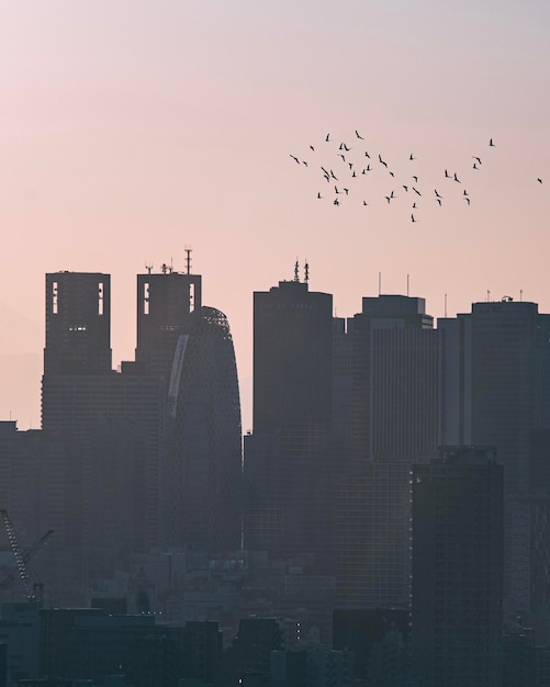 Aves volando sobre edificios en la ciudad