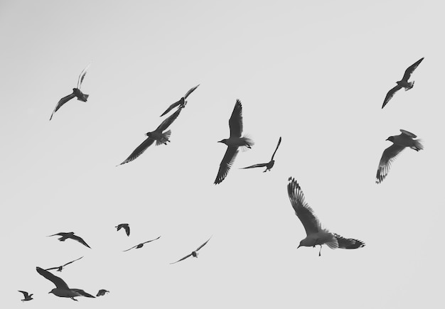 Las aves