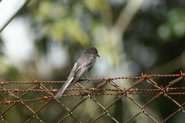 las aves