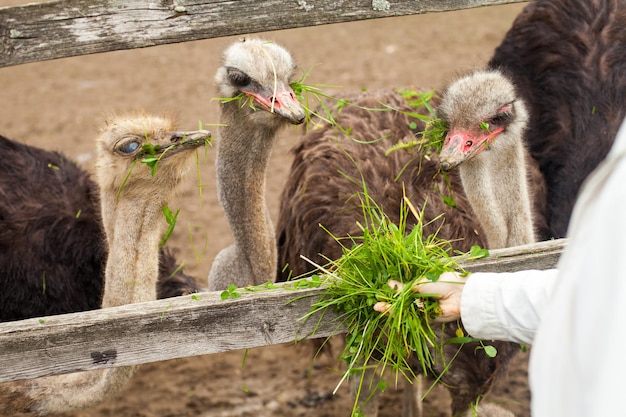 Los avestruces están comiendo hierba verde fresca en la granja de avestruces