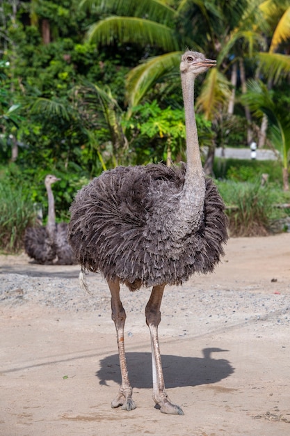 Avestruz africano grande hermoso en la naturaleza, cerrar