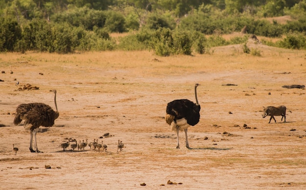 El avestruz africano en la sabana de Zimbabue, Sudáfrica