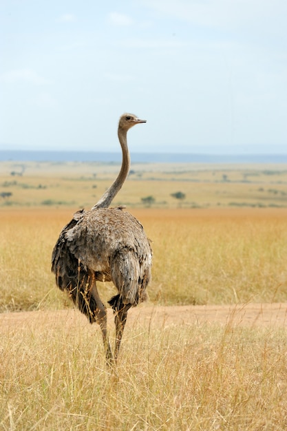 Avestruz africano (Struthio camelus)