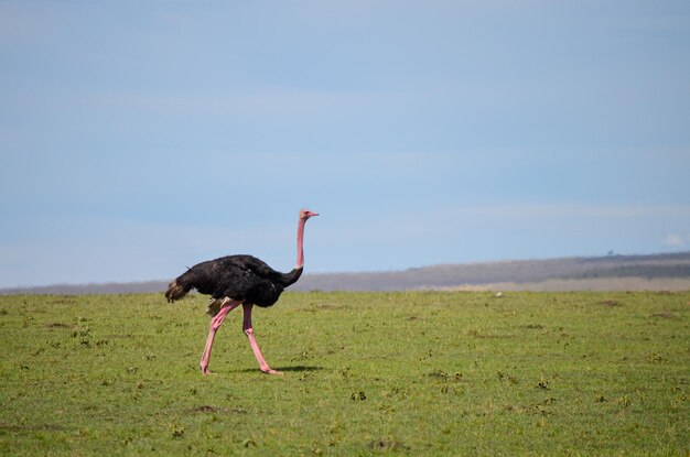 Avestruz andando pela savana Masai Mara Kenya África