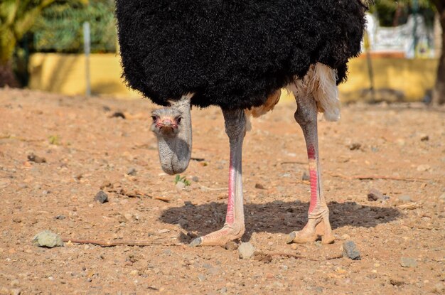 Avestruz animal pássaro esperando na paisagem do deserto