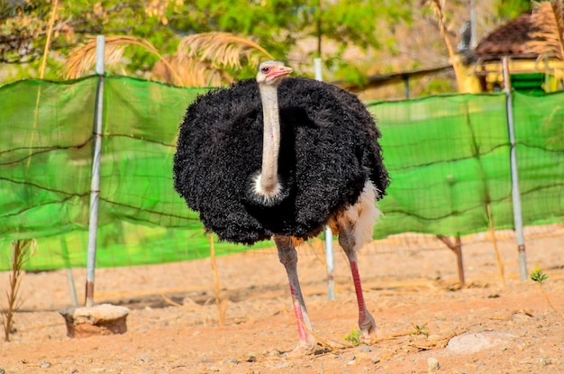 Avestruz animal pássaro esperando na paisagem do deserto