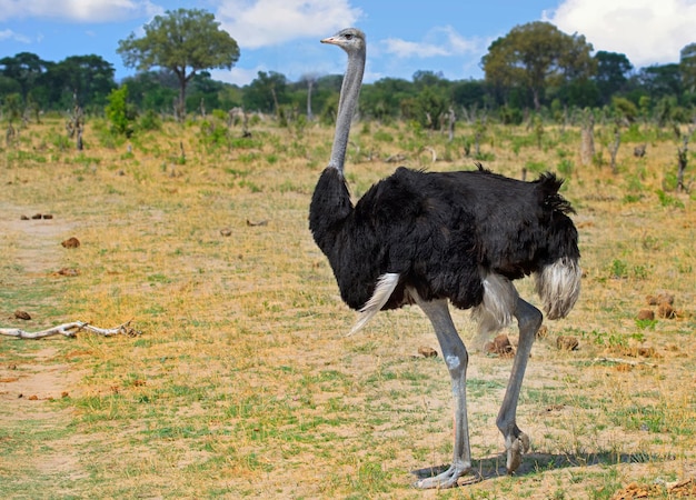 Foto el avestruz en el campo