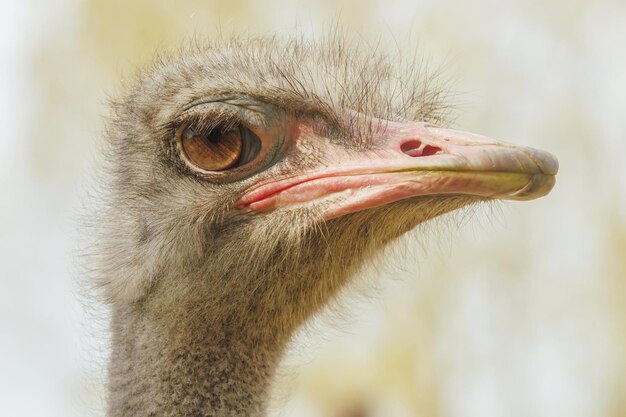 Avestruz Cerrar retrato, Cerrar cabeza de avestruz (Struthio camelus)