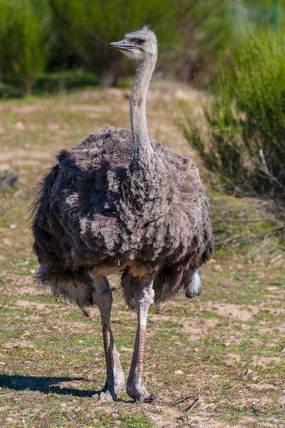 avestruz com pescoço comprido e pernas enormes em uma fazenda de criação de avestruzes