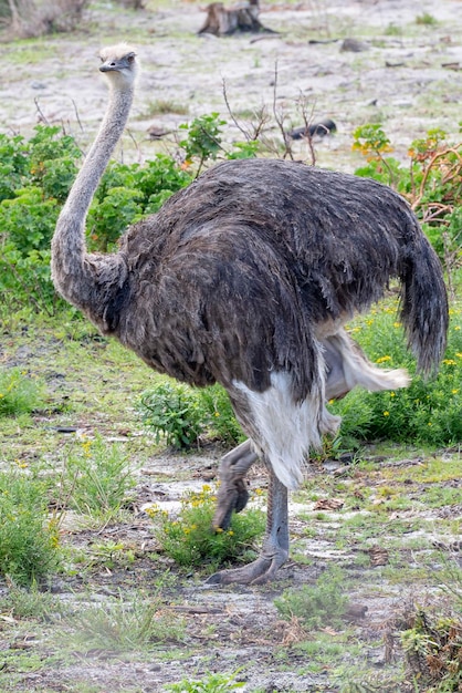 Avestruz comum (Struthio camelus) Kruger, República da África do Sul