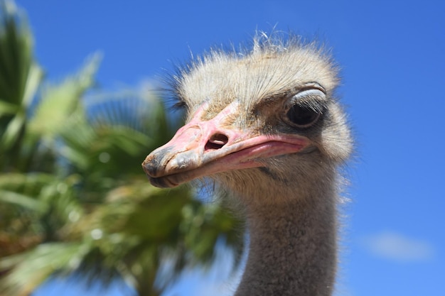 Avestruz común gris con palmeras en Aruba