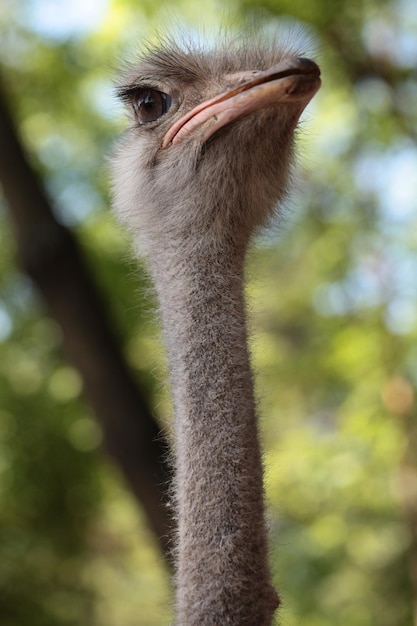 Avestruz con cuello largo