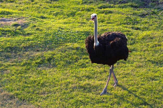 Avestruz está caminando sobre la hierba en el entorno natural del zoológico.