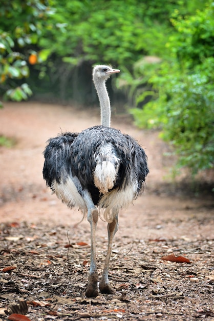 Avestruz ficar sozinho na natureza