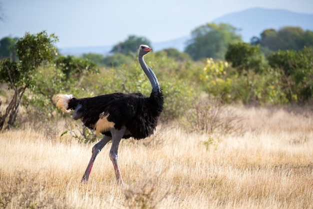 Avestruz na paisagem da savana no Quênia