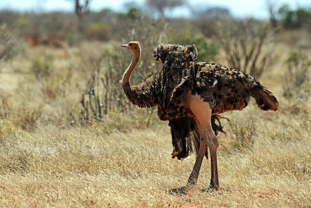 Avestruz no Parque Nacional Masai Mara. Quênia. África.