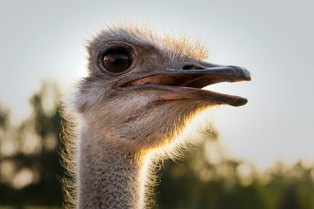 Foto avestruz en un primer plano de cabeza y cuello de granja de avestruces.